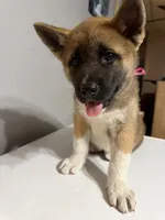 Light pink collar, a female Akita for sale in Fellsmere, FL – Photo 4 of 6