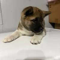 Yellow collar, a female Akita for sale in Fellsmere, FL – Photo 3 of 6