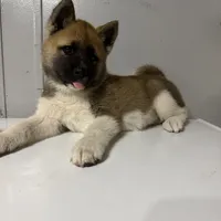 Yellow collar, a female Akita for sale in Fellsmere, FL – Photo 5 of 6