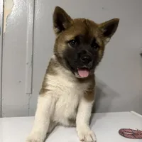 Yellow collar, a female Akita for sale in Fellsmere, FL – Photo 1 of 6