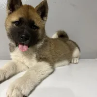 Yellow collar, a female Akita for sale in Fellsmere, FL – Photo 4 of 6