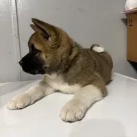 Yellow collar, a female Akita for sale in Fellsmere, FL – Photo 2 of 6