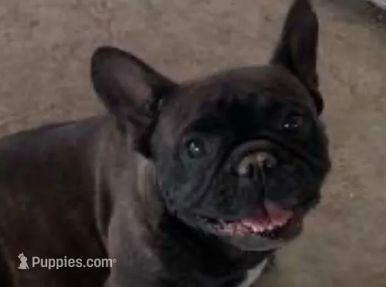 Butter Cup – French Bulldog puppy for sale in Terra Bella, CA