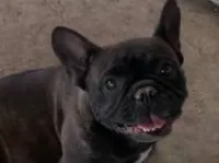 Butter Cup, a female French Bulldog for sale in Terra Bella, CA – 1 of 1