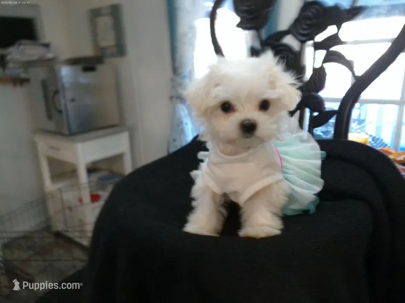 CLAIRE – Maltese puppy for sale in Elma, WA