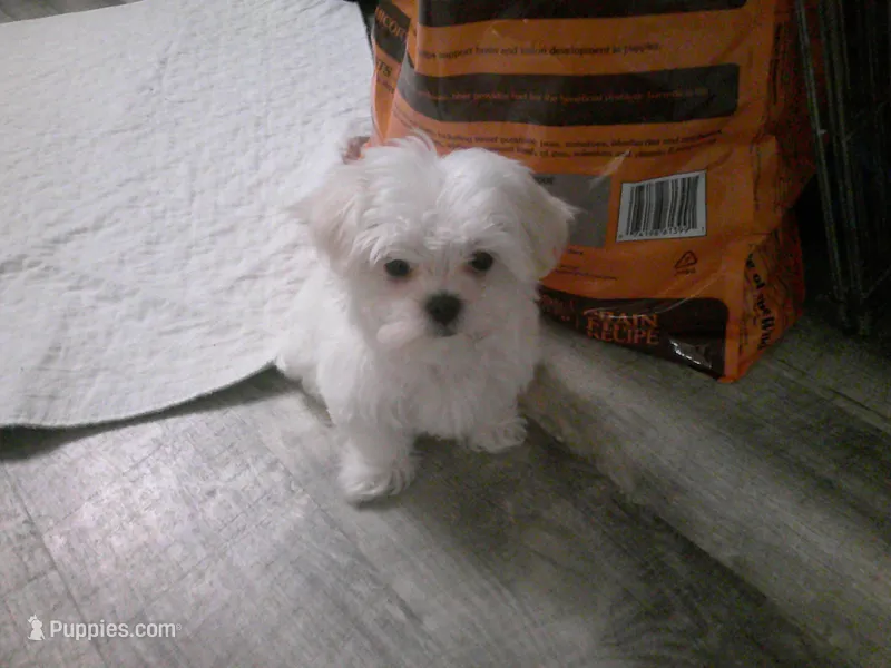 Casper, a male Maltese for sale in Elma, WA – Photo 1 of 1