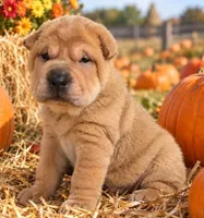 ISABELLA BOY, a male Chinese Shar-Pei for sale in Raleigh, NC – 1 of 7