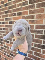 Freedom, a female Chinese Shar-Pei for sale in Raleigh, NC – 3 of 8