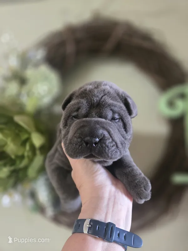 BLUE BOY – Chinese Shar-Pei puppy for sale in Raleigh, NC