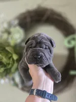BLUE BOY, a male Chinese Shar-Pei for sale in Raleigh, NC – 1 of 10