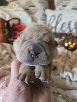 ISABELLA BOY, a male Chinese Shar-Pei for sale in Raleigh, NC – 2 of 10