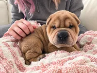 ISABELLA BOY, a male Chinese Shar-Pei for sale in Raleigh, NC – 3 of 7