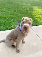 Freedom, a female Chinese Shar-Pei for sale in Raleigh, NC – 8 of 8