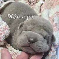 Freedom, a female Chinese Shar-Pei for sale in Raleigh, NC – 2 of 8
