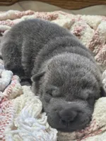 Sparkle, a female Chinese Shar-Pei for sale in Raleigh, NC – 5 of 8
