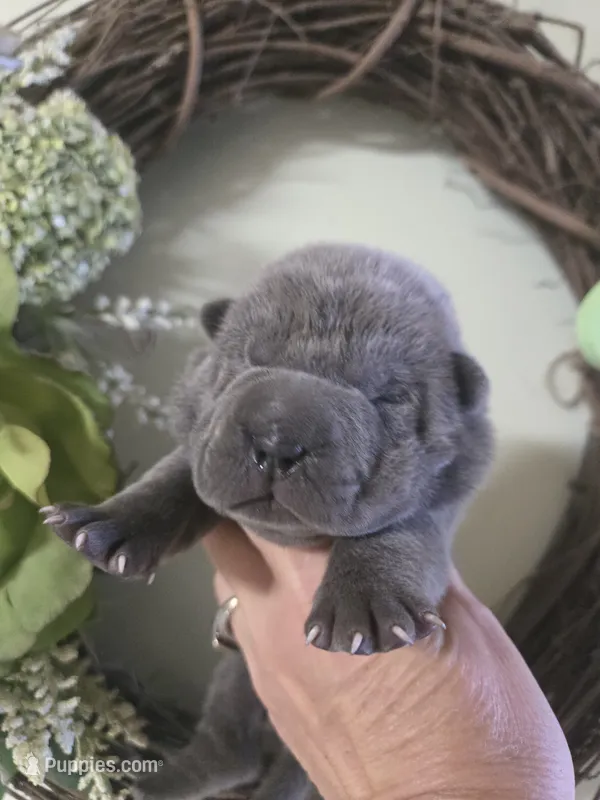 BLUE MINI GIRL – Chinese Shar-Pei puppy for sale in Raleigh, NC