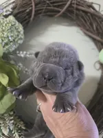 BLUE MINI GIRL, a female Chinese Shar-Pei for sale in Raleigh, NC – 1 of 7