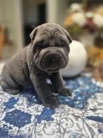 BLUE BOY, a male Chinese Shar-Pei for sale in Raleigh, NC – 7 of 10
