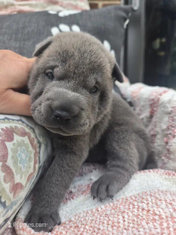 Liberty – Chinese Shar-Pei puppy for sale in Raleigh, NC