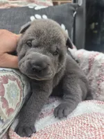 Liberty, a female Chinese Shar-Pei for sale in Raleigh, NC – 1 of 10