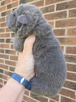 Sparkle, a female Chinese Shar-Pei for sale in Raleigh, NC – 2 of 8