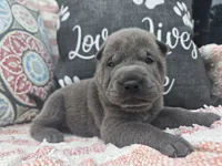 Liberty, a female Chinese Shar-Pei for sale in Raleigh, NC – 3 of 10