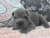 Hamilton, a male Chinese Shar-Pei for sale in Raleigh, NC – 3 of 10