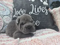 Hamilton, a male Chinese Shar-Pei for sale in Raleigh, NC – 5 of 10