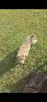 ISABELLA BOY, a male Chinese Shar-Pei for sale in Raleigh, NC – 10 of 10