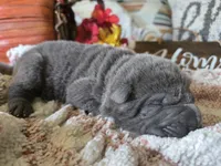BLUE MINI GIRL, a female Chinese Shar-Pei for sale in Raleigh, NC – 4 of 7