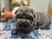 BLUE BOY, a male Chinese Shar-Pei for sale in Raleigh, NC – 9 of 10