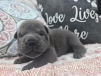 Hamilton, a male Chinese Shar-Pei for sale in Raleigh, NC – 7 of 10