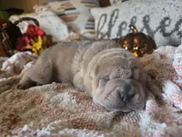 ISABELLA BOY, a male Chinese Shar-Pei for sale in Raleigh, NC – 7 of 10