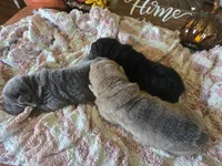 ISABELLA BOY, a male Chinese Shar-Pei for sale in Raleigh, NC – 4 of 10