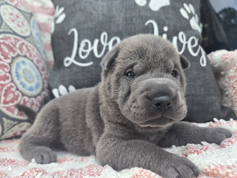 Liberty – Chinese Shar-Pei puppy for sale in Raleigh, NC
