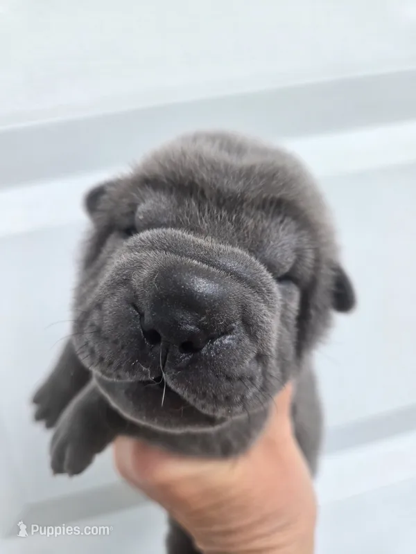 Boomer – Chinese Shar-Pei puppy for sale in Raleigh, NC