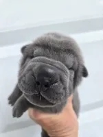 Boomer, a male Chinese Shar-Pei for sale in Raleigh, NC – 1 of 10