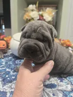 BLUE BOY, a male Chinese Shar-Pei for sale in Raleigh, NC – 2 of 10
