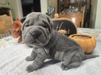 BLUE BOY, a male Chinese Shar-Pei for sale in Raleigh, NC – 10 of 10