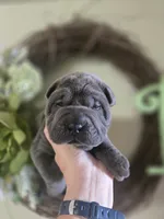 BLUE BOY, a male Chinese Shar-Pei for sale in Raleigh, NC – 8 of 10
