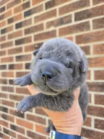 Sparkle, a female Chinese Shar-Pei for sale in Raleigh, NC – 4 of 8