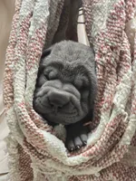 Boomer, a male Chinese Shar-Pei for sale in Raleigh, NC – 5 of 10