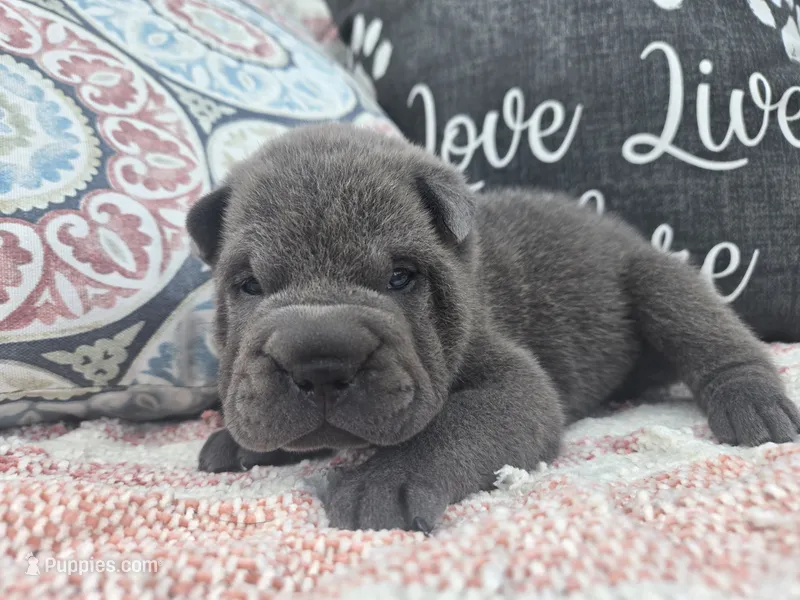 Hamilton – Chinese Shar-Pei puppy for sale in Raleigh, NC