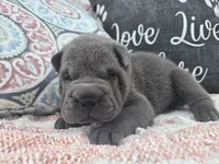 Hamilton, a male Chinese Shar-Pei for sale in Raleigh, NC – 1 of 10