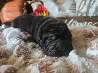 BLACK MINI GIRL, a female Chinese Shar-Pei for sale in Raleigh, NC – 3 of 10