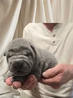 Boomer, a male Chinese Shar-Pei for sale in Raleigh, NC – 7 of 10