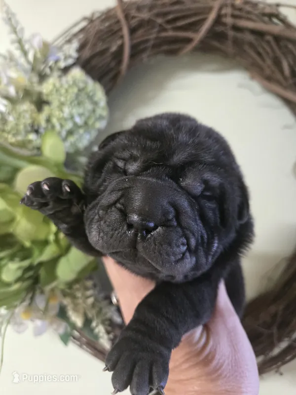 BLACK MINI GIRL – Chinese Shar-Pei puppy for sale in Raleigh, NC