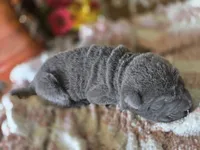 BLUE MINI GIRL, a female Chinese Shar-Pei for sale in Raleigh, NC – 2 of 7