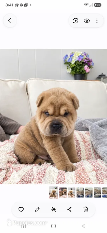 ISABELLA BOY – Chinese Shar-Pei puppy for sale in Raleigh, NC