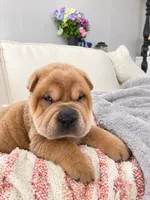 ISABELLA BOY, a male Chinese Shar-Pei for sale in Raleigh, NC – 2 of 7